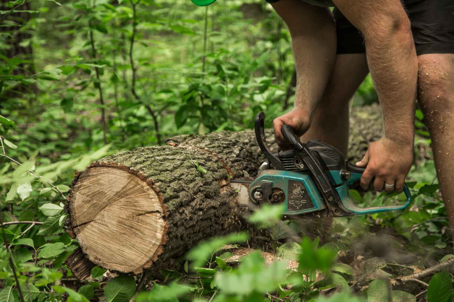 Best Palm Tree Trimming  in Graham, TX